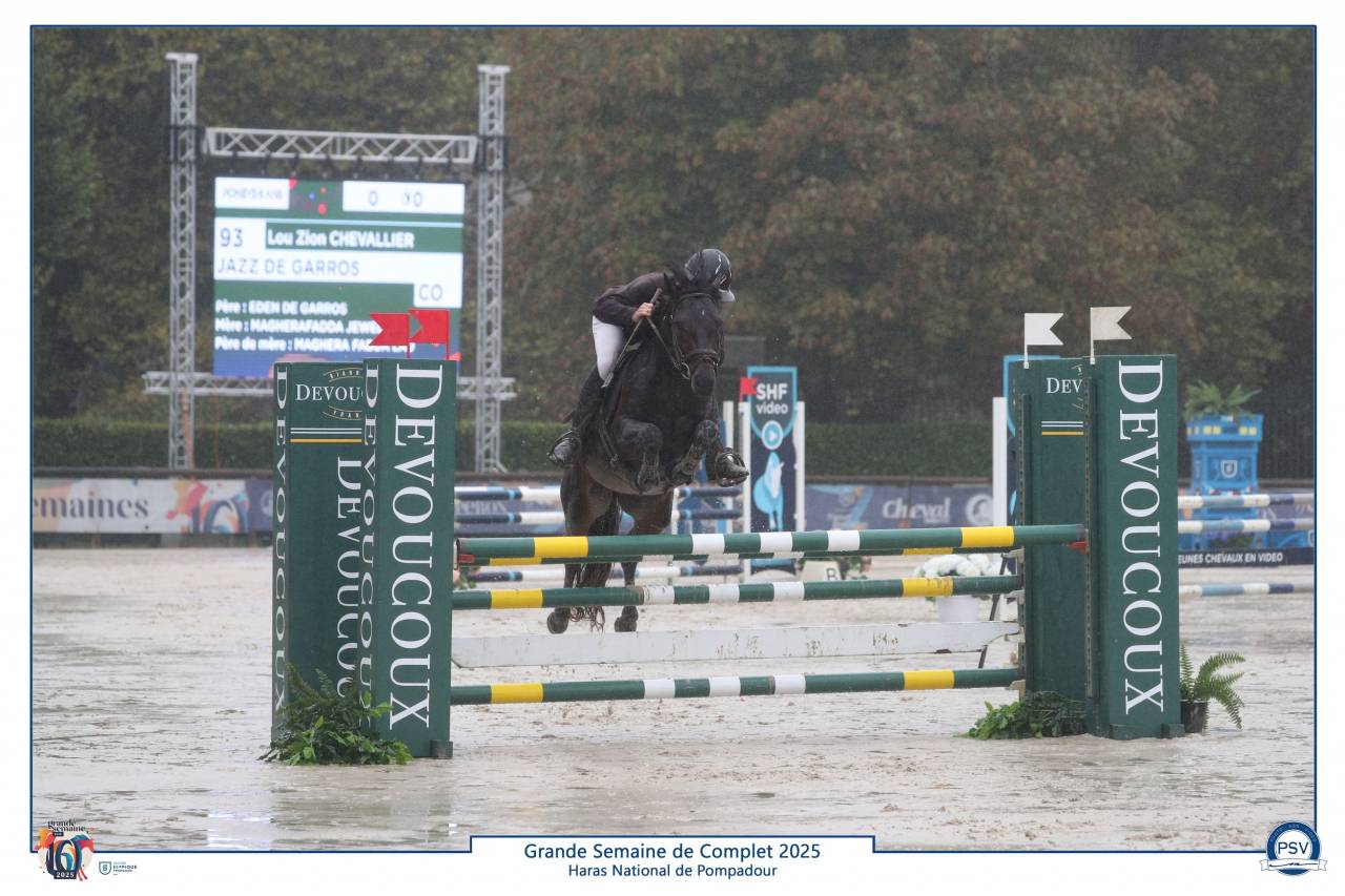 Semental Connemara En venta 2019 Bayo