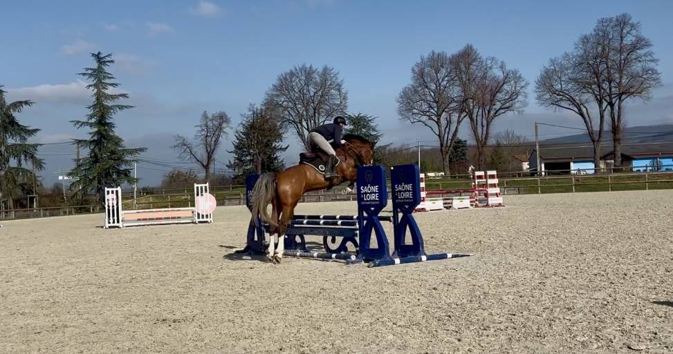 Caballo castrado Silla Francés En venta 2020 Bayo