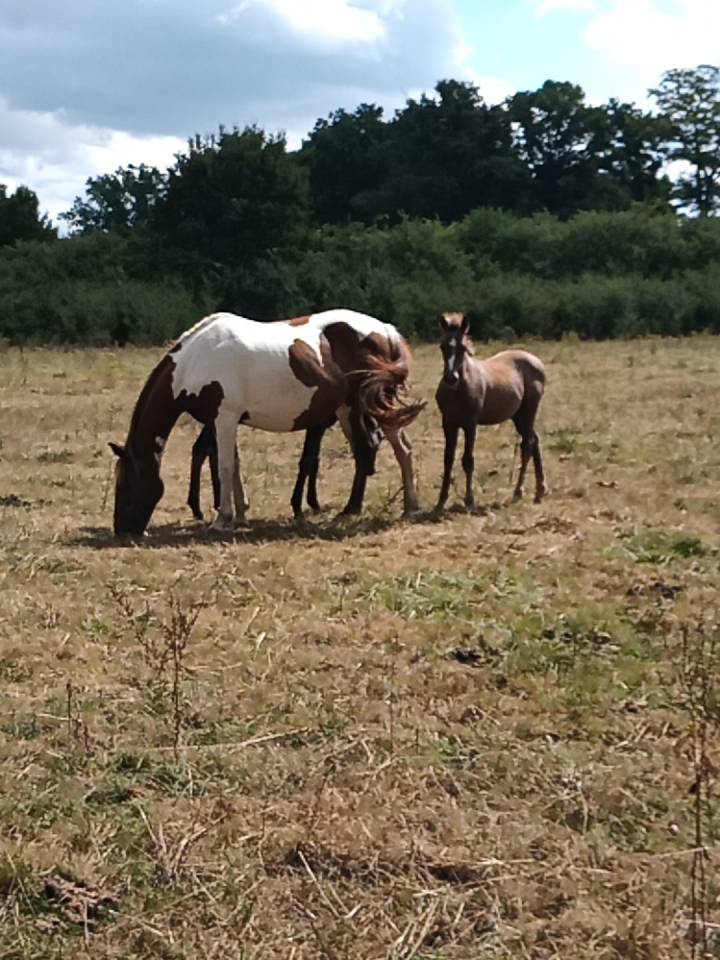 Caballo castrado Caballo de Silla En venta 2020 Tordo