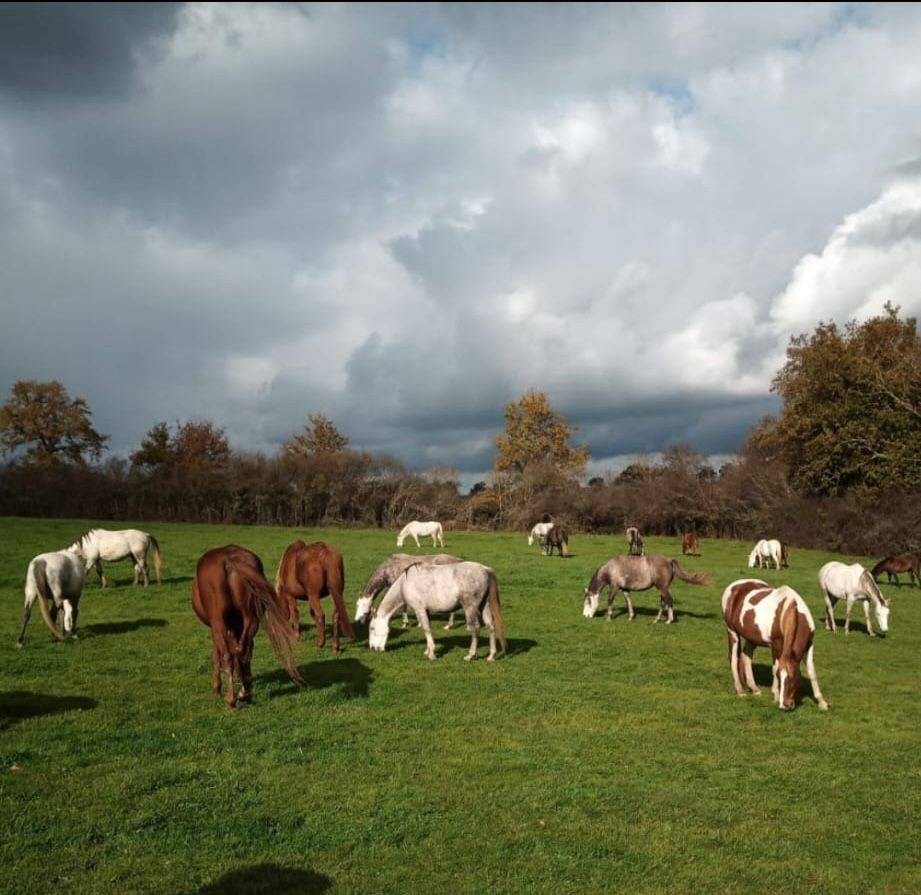 Caballo castrado Caballo de Silla En venta 2020 Tordo
