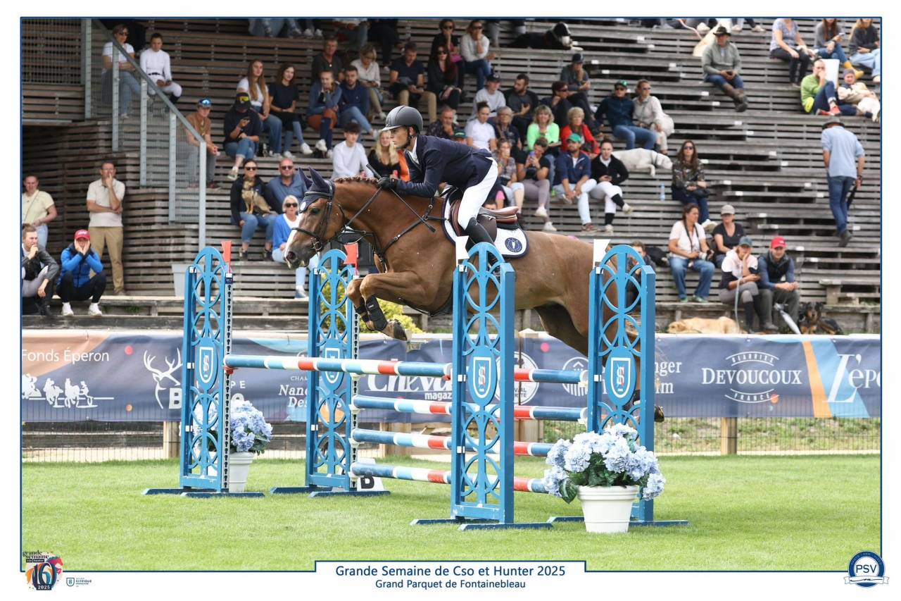 Caballo castrado Silla Francés En venta 2019 Alazán