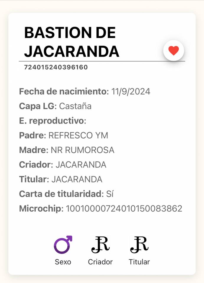 Potro PRE Grandes orígenes 