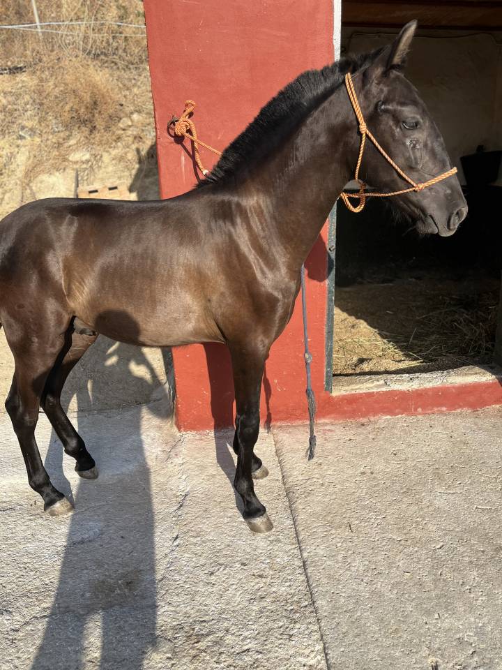 Potro PRE Grandes orígenes 