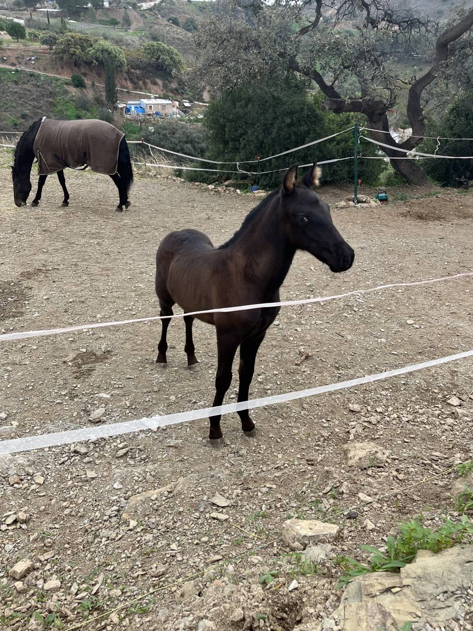 Potro PRE Grandes orígenes 