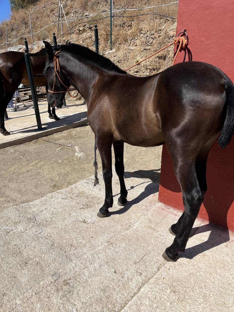 Potro PRE Grandes orígenes 