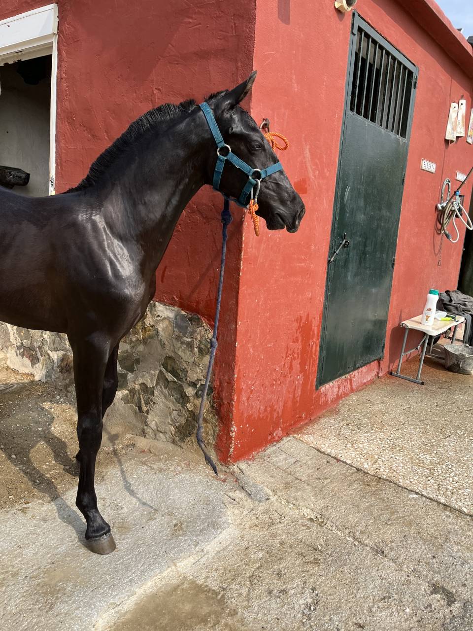 Potro PRE Grandes orígenes 