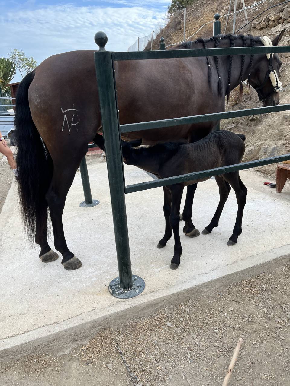 Potro PRE Grandes orígenes 