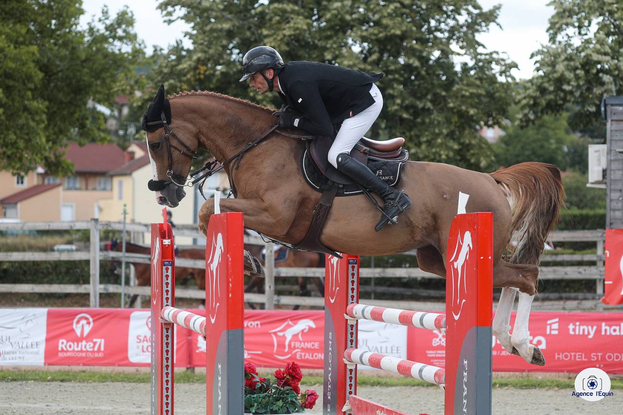 Yegua Silla Francés En venta 2019 Alazán por UNTOUCHABLE