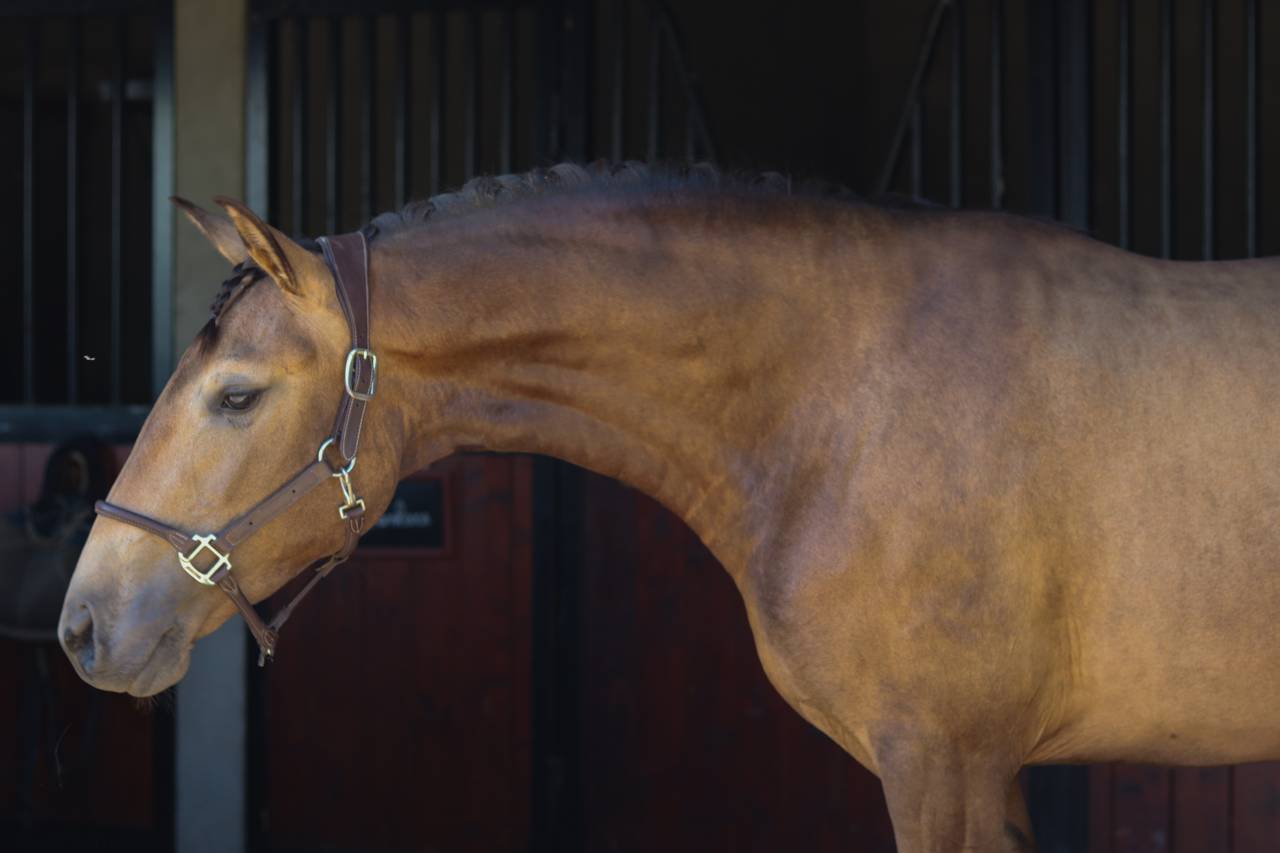 Yegua Lusitano En venta 2022 Isabelo