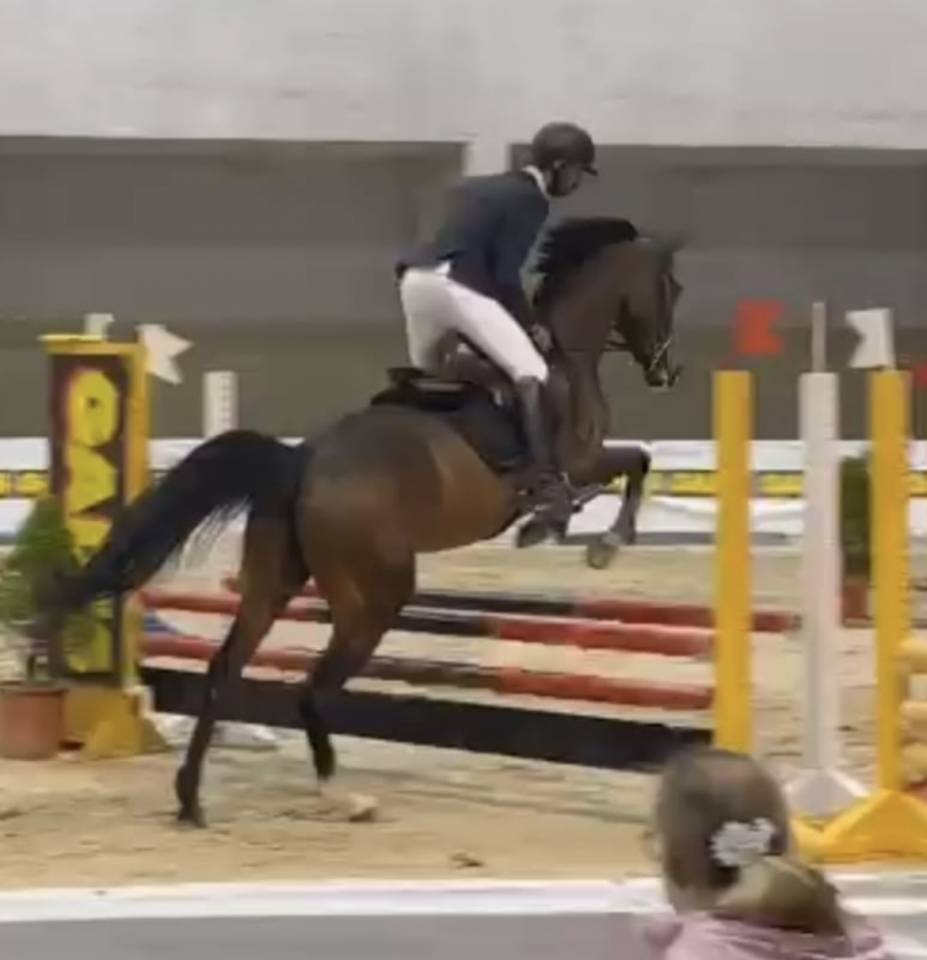 Se vende caballo maestro de salto