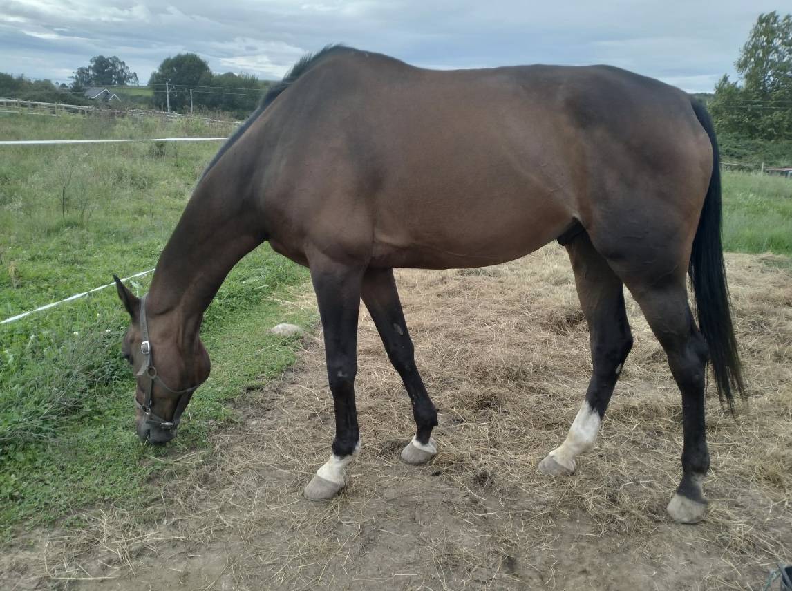 Se vende caballo maestro de salto