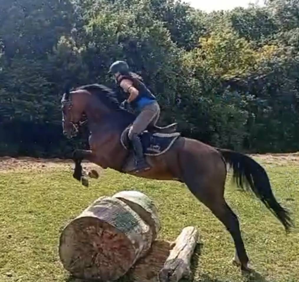 Se vende caballo maestro de salto