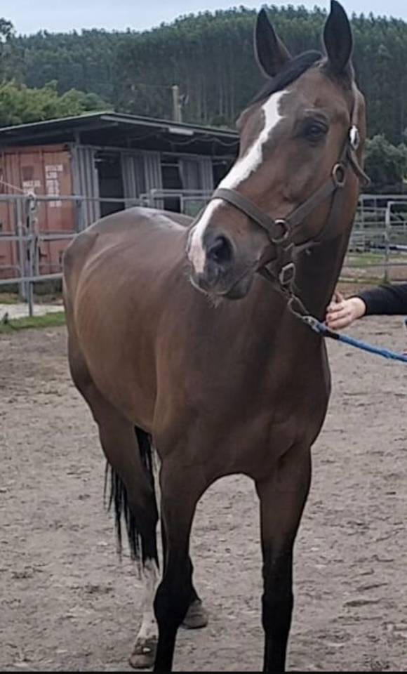 Se vende caballo maestro de salto