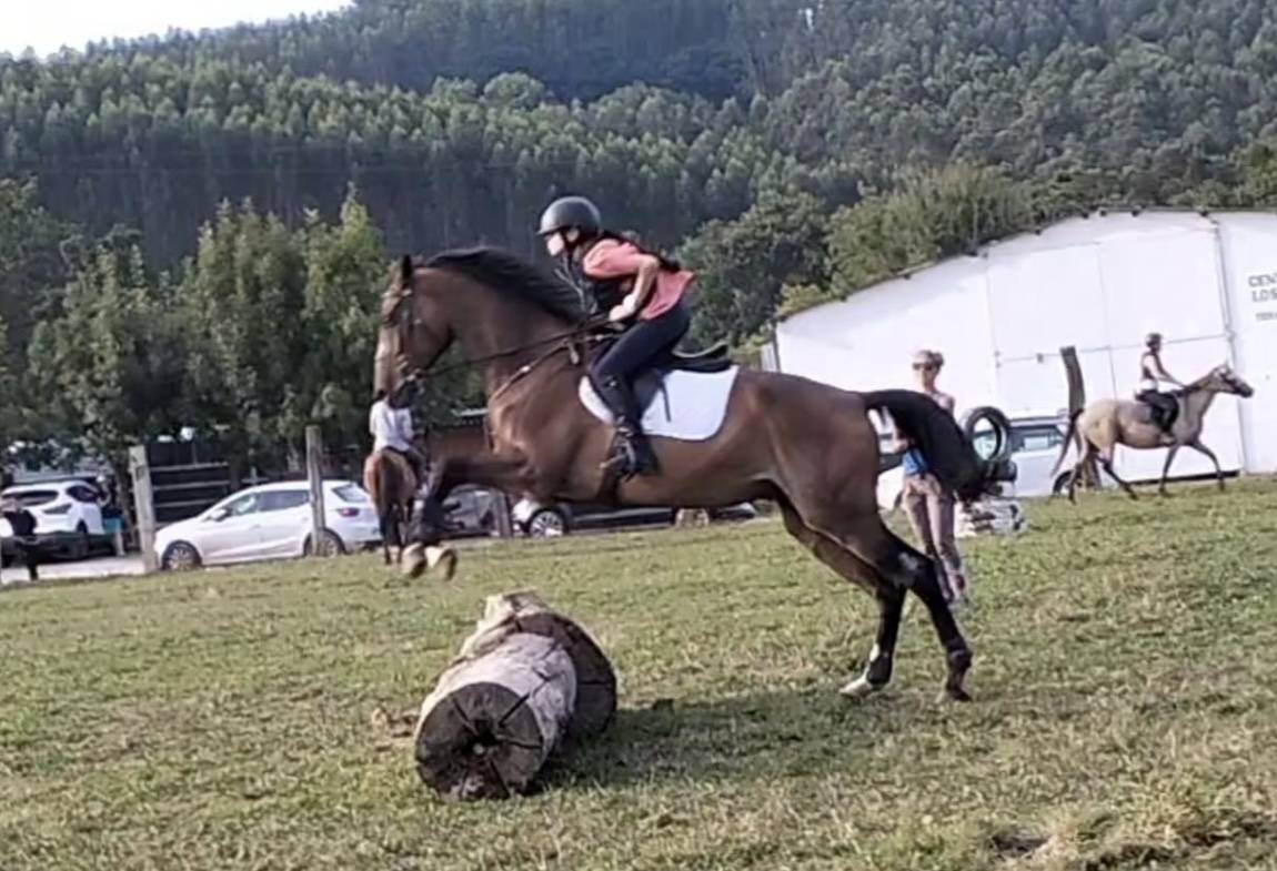 Se vende caballo maestro de salto