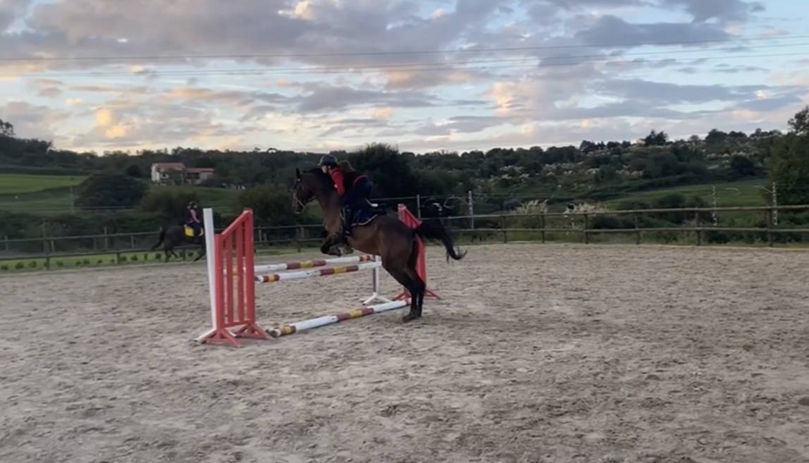 Se vende caballo maestro de salto