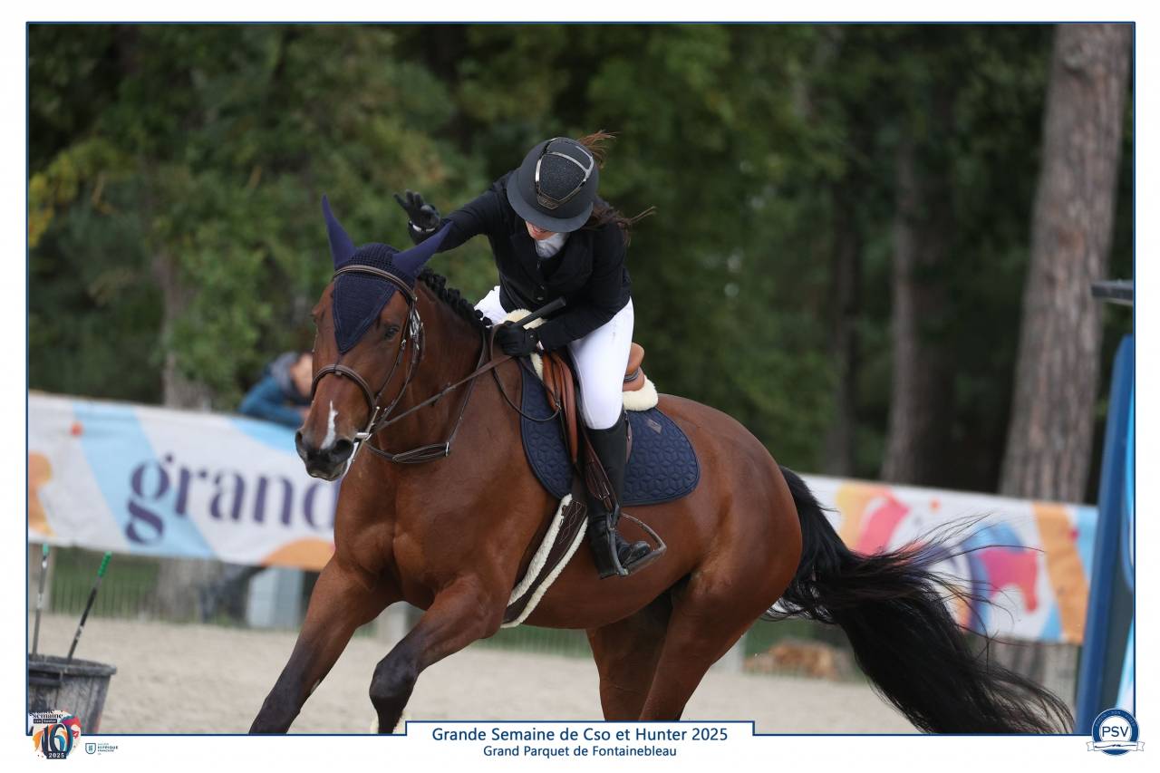 Yegua Silla Francés En venta 2021 Bayo