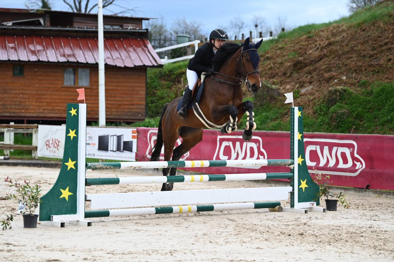 Yegua Silla Francés En venta 2021 Bayo