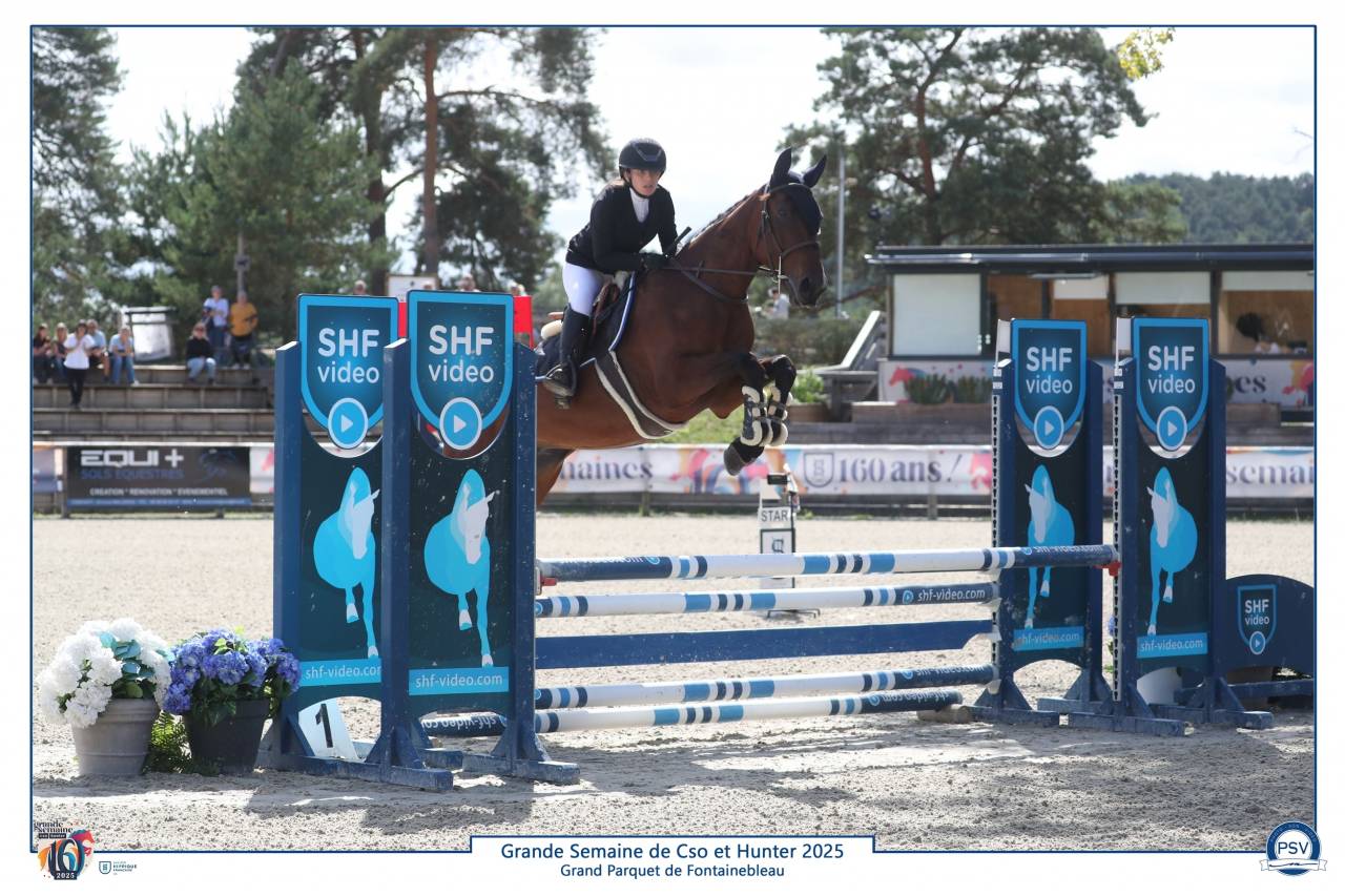 Yegua Silla Francés En venta 2021 Bayo