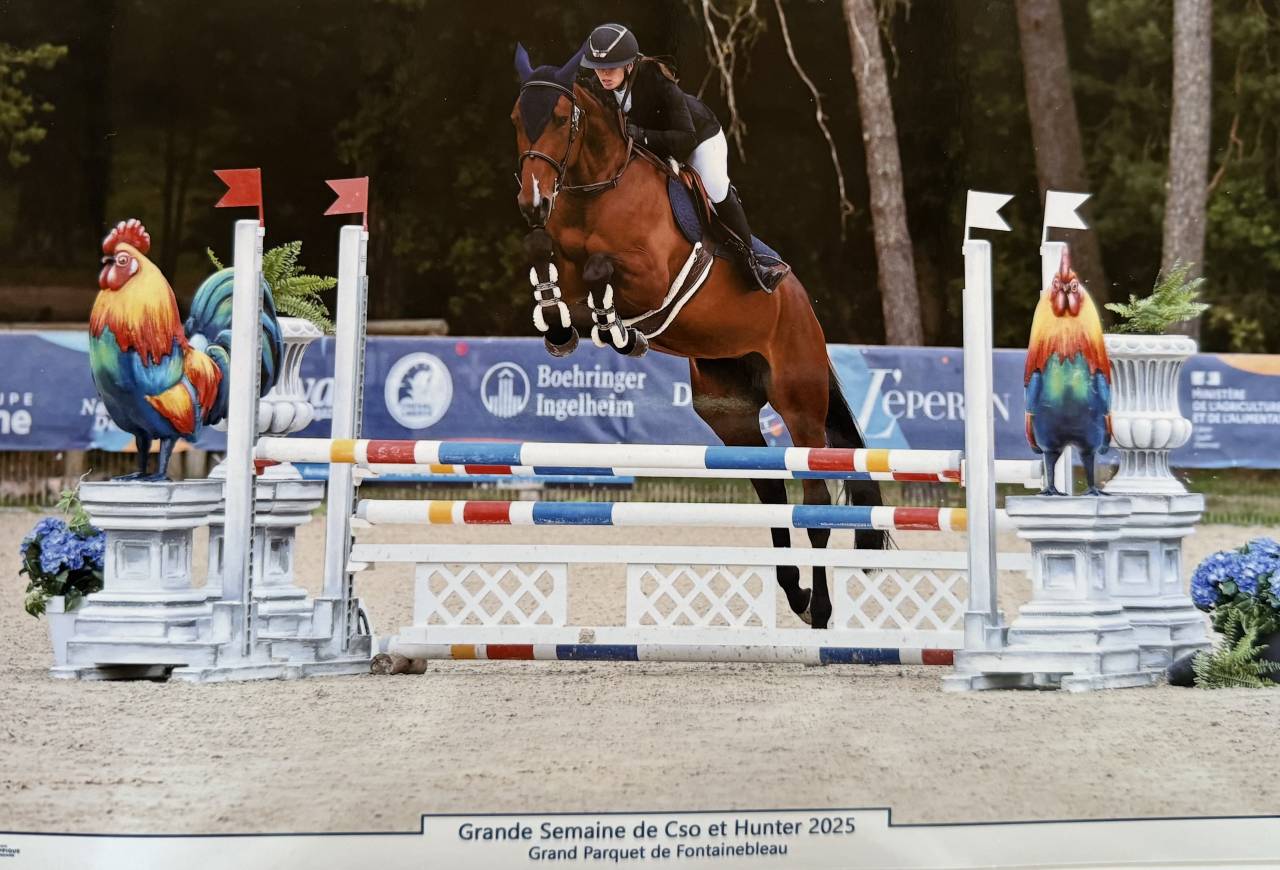 Yegua Silla Francés En venta 2021 Bayo