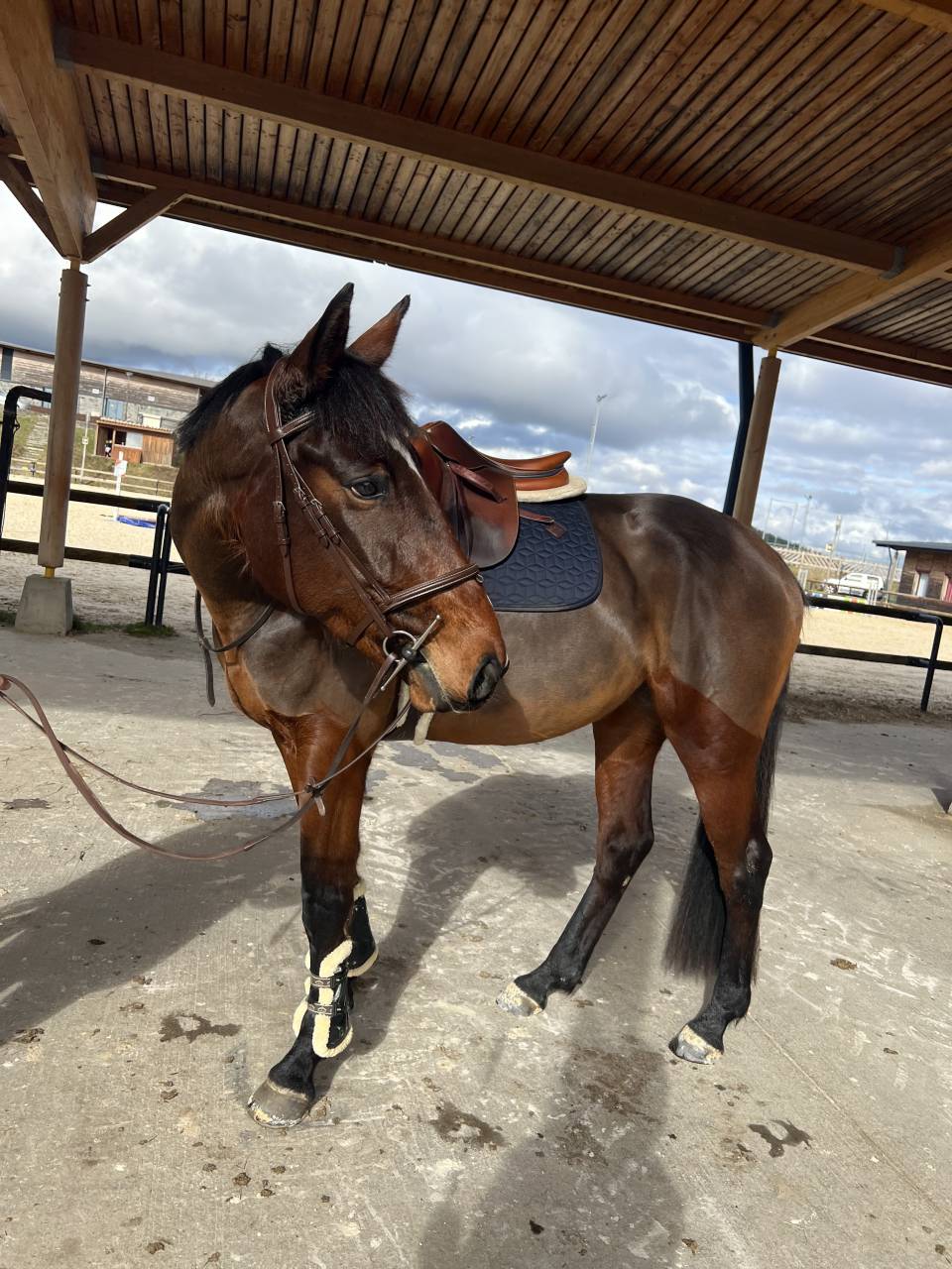 Yegua Silla Francés En venta 2021 Bayo