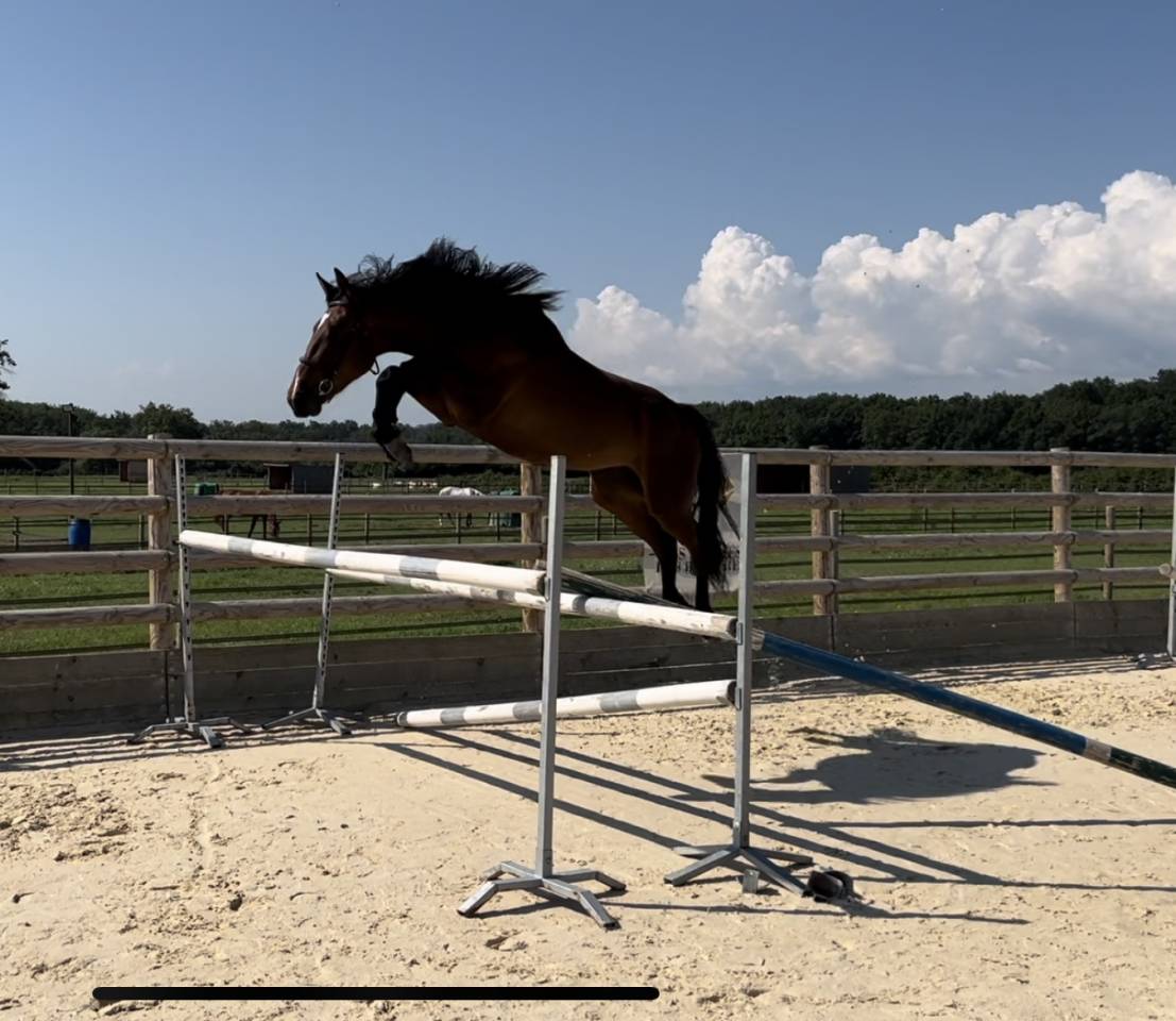 Yegua Silla Francés En venta 2021 Bayo