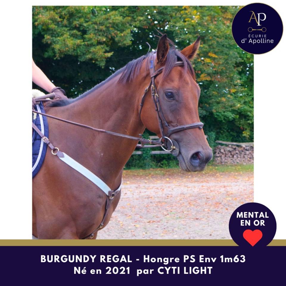 Caballo castrado Pura Sangre En venta 2021 Bayo