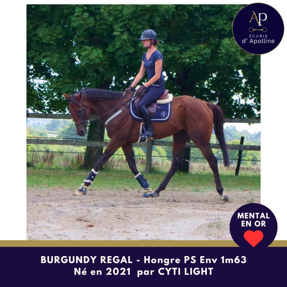 Caballo castrado Pura Sangre En venta 2021 Bayo