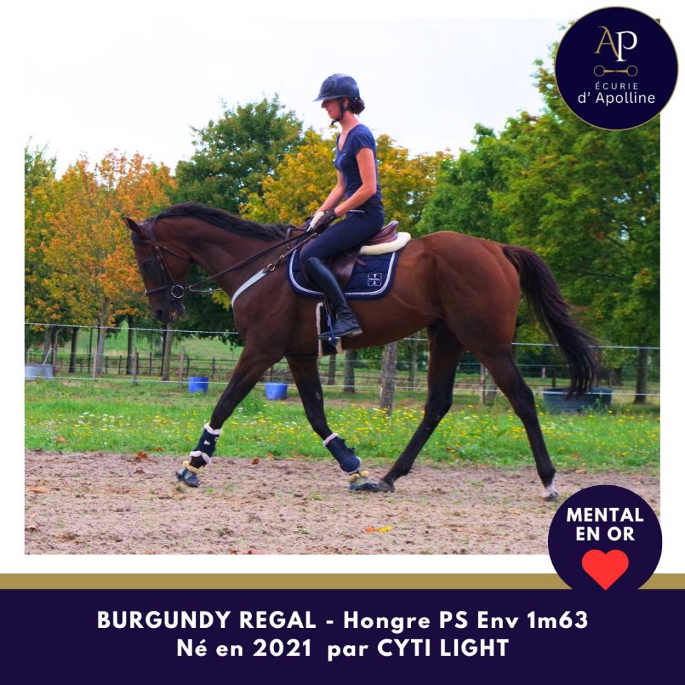 Caballo castrado Pura Sangre En venta 2021 Bayo