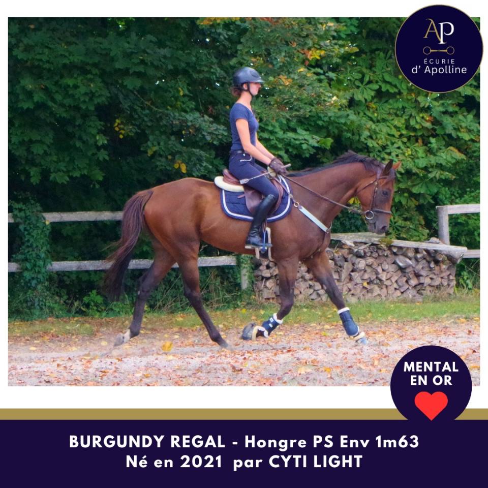 Caballo castrado Pura Sangre En venta 2021 Bayo