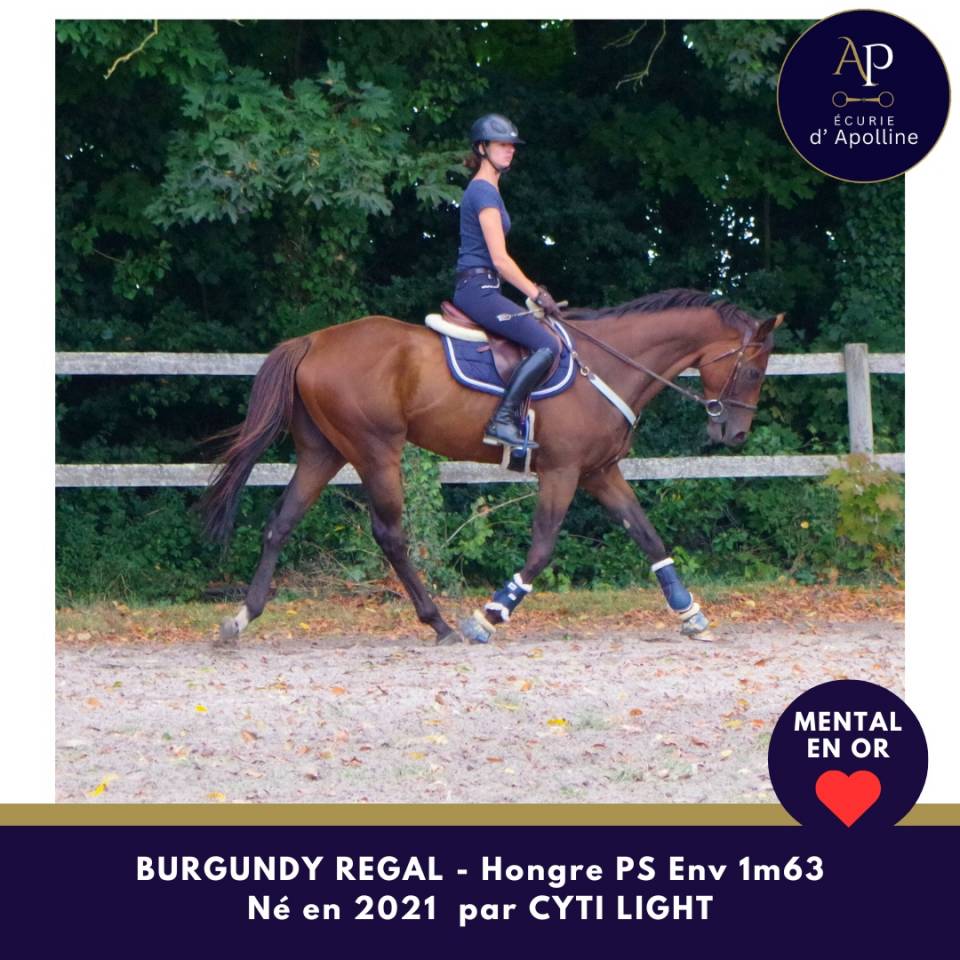 Caballo castrado Pura Sangre En venta 2021 Bayo