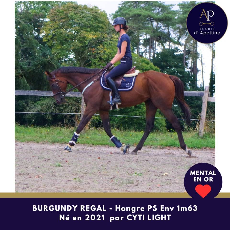 Caballo castrado Pura Sangre En venta 2021 Bayo