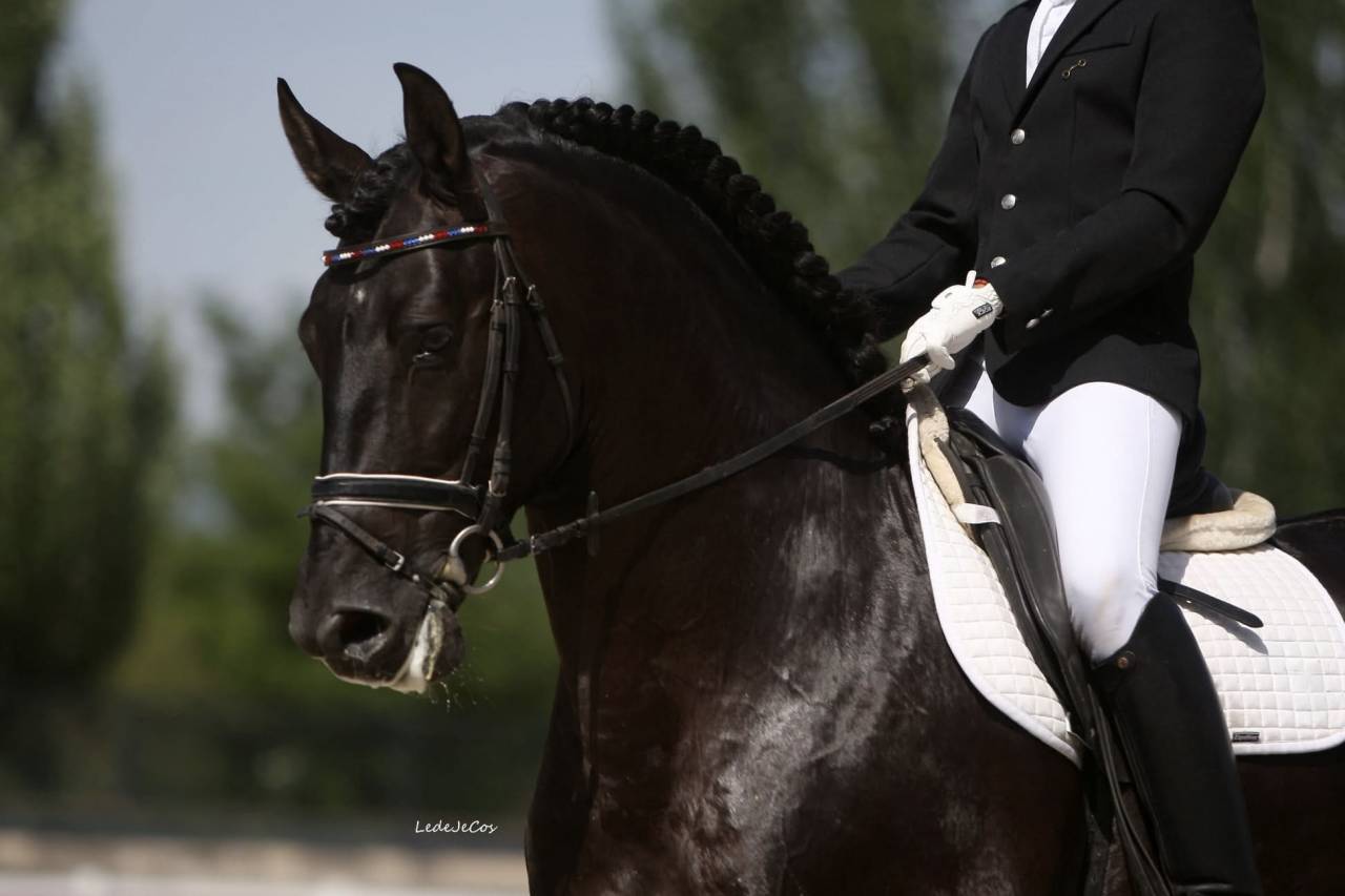 NIVEUS MAZ - PRE Pura Raza Española 2016 por SINAPIS