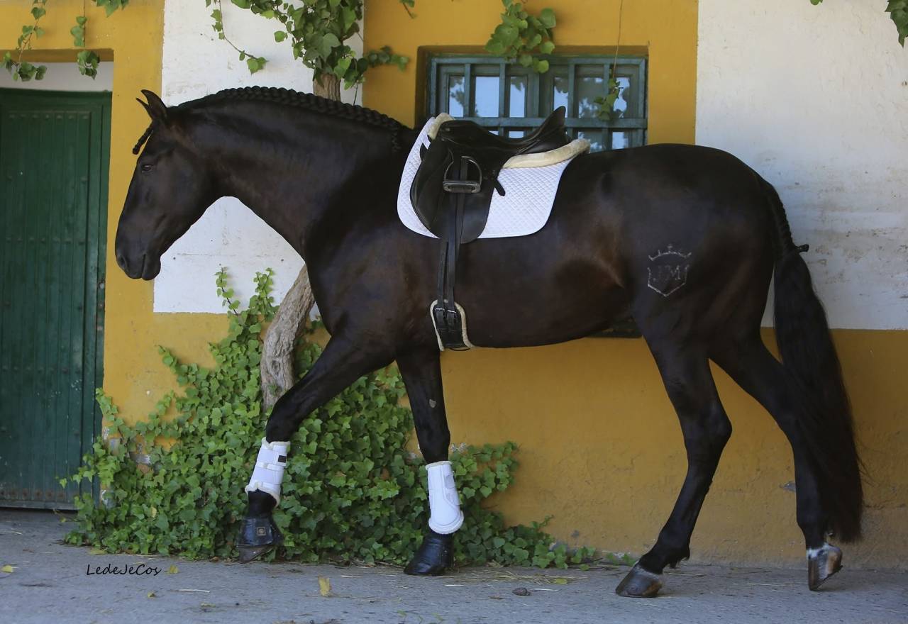 NIVEUS MAZ - PRE Pura Raza Española 2016 por SINAPIS