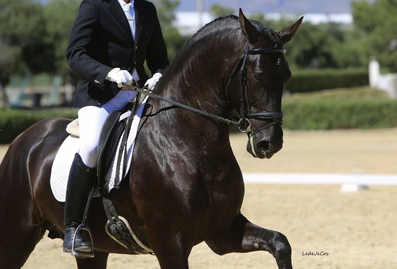 NIVEUS MAZ - PRE Pura Raza Española 2016 por SINAPIS