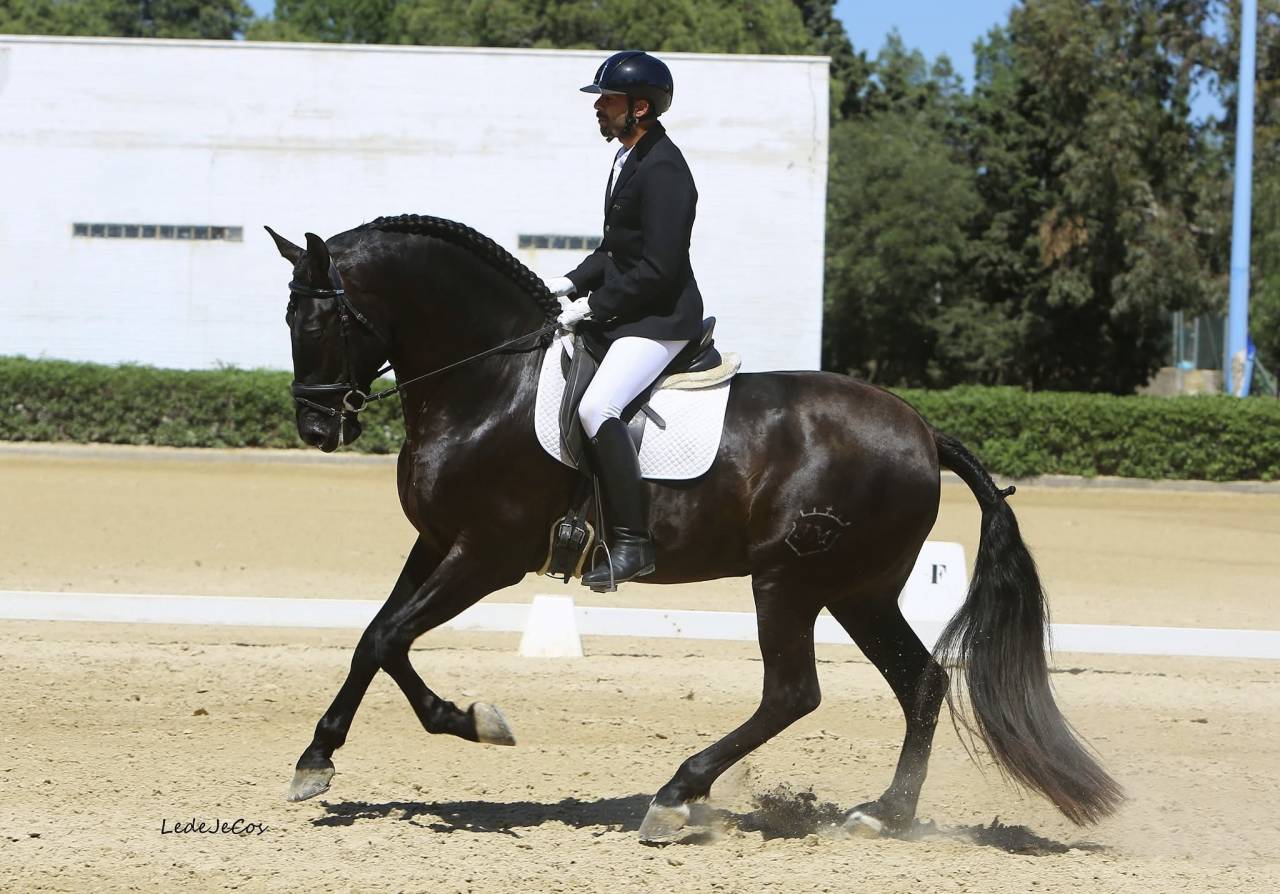 NIVEUS MAZ - PRE Pura Raza Española 2016 por SINAPIS