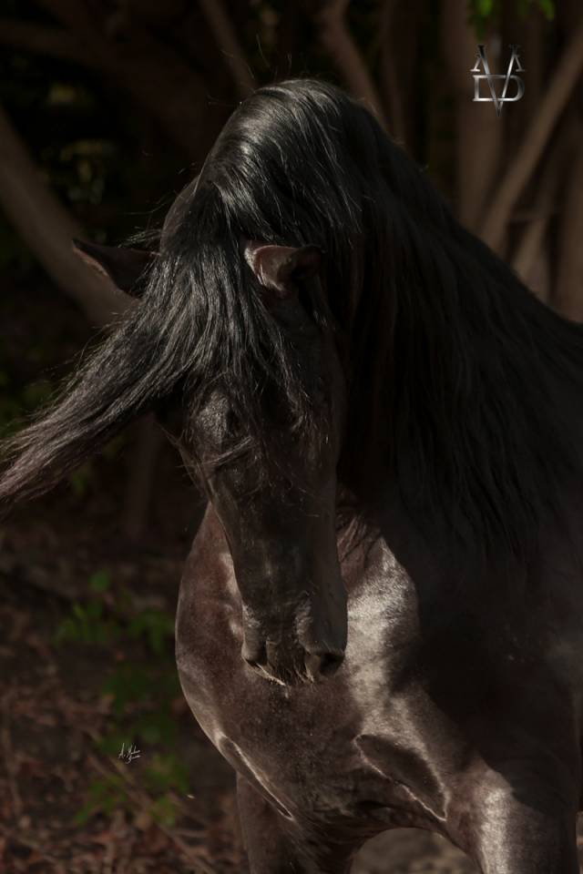 NIVEUS MAZ - PRE Pura Raza Española 2016 por SINAPIS