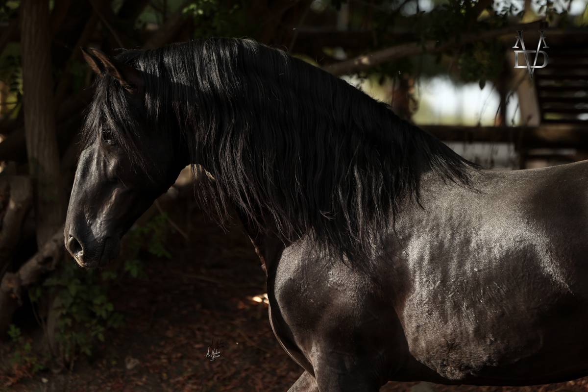 NIVEUS MAZ - PRE Pura Raza Española 2016 por SINAPIS