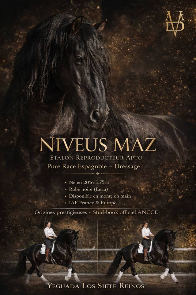 NIVEUS MAZ - PRE Pura Raza Espa&ntilde;ola 2016 por SINAPIS
