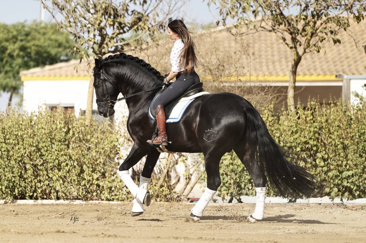 NIVEUS MAZ - PRE Pura Raza Espa&ntilde;ola 2016 por SINAPIS