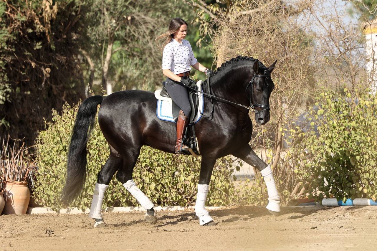 NIVEUS MAZ - PRE Pura Raza Espa&ntilde;ola 2016 por SINAPIS