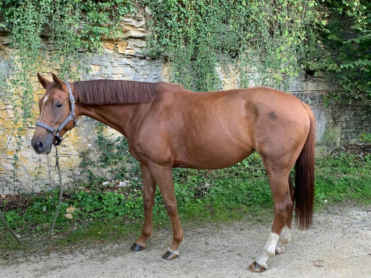 Yegua Silla Francés En venta 2020 Alazán por Festival du banney