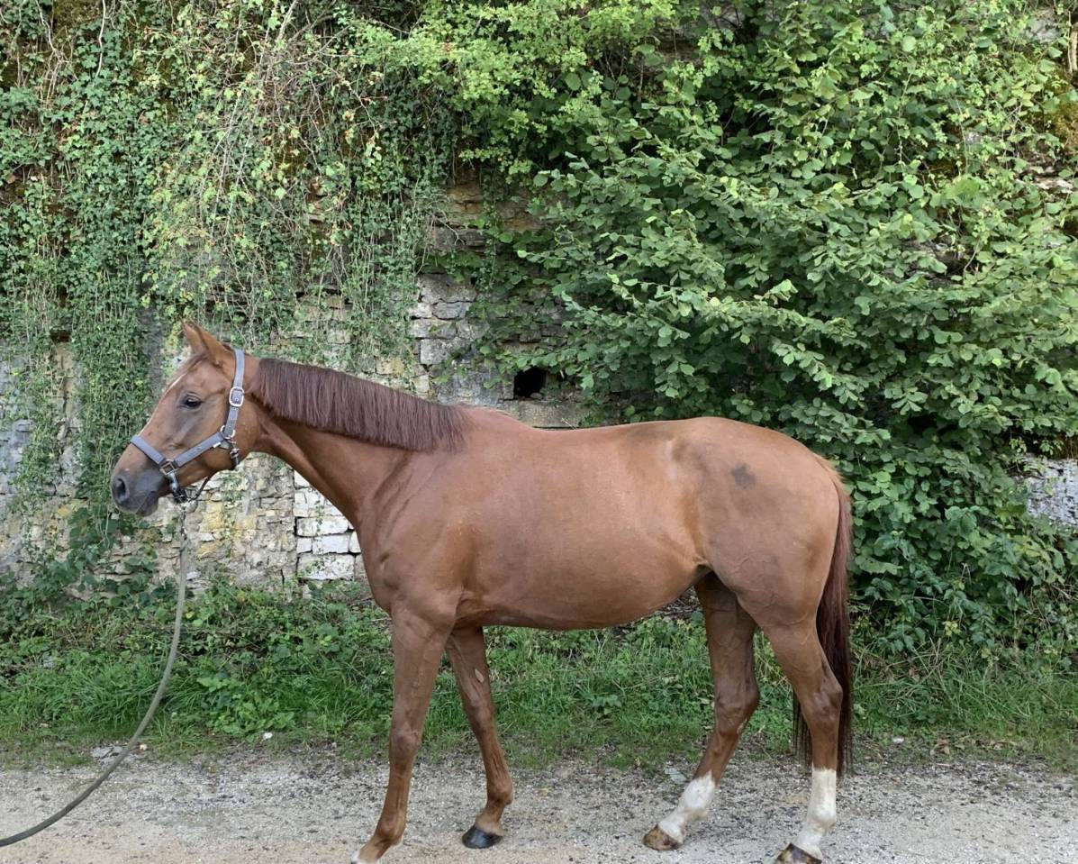 Yegua Silla Francés En venta 2020 Alazán por Festival du banney