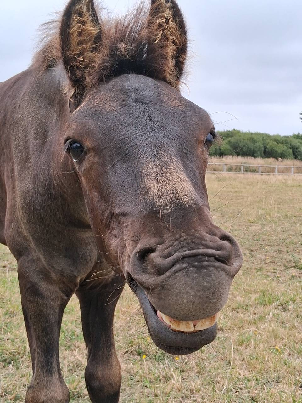 Potro Arabo Frisón En venta 2025 Negro