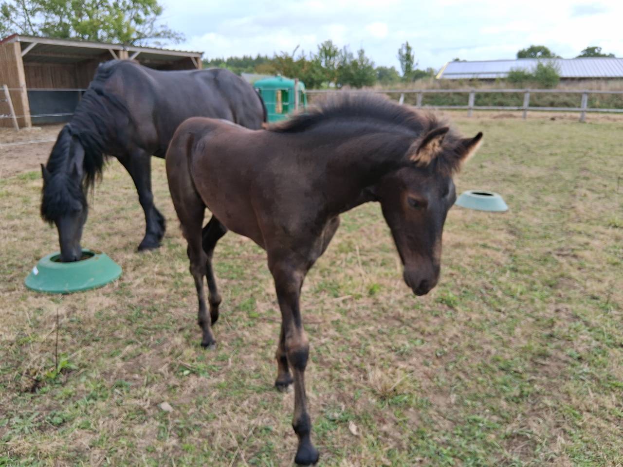 Potro Arabo Frisón En venta 2025 Negro