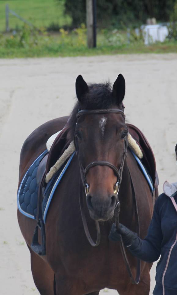 Caballo castrado sBs Caballo de Deporte Belga En venta 2020 Bayo por Dalton van het lindehof