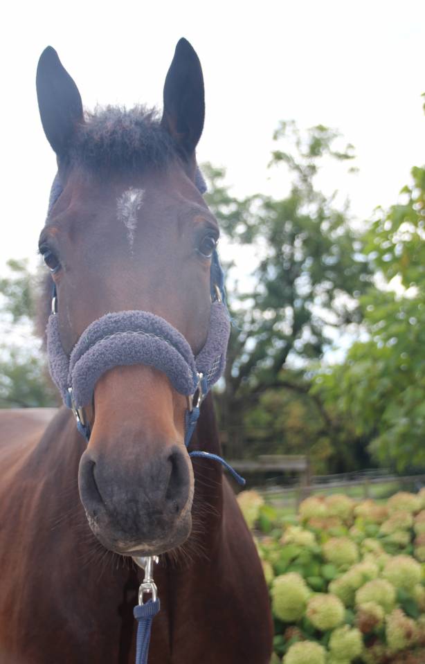 Caballo castrado sBs Caballo de Deporte Belga En venta 2020 Bayo por Dalton van het lindehof