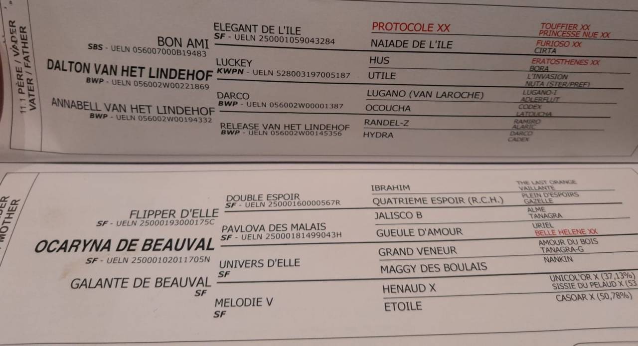 Caballo castrado sBs Caballo de Deporte Belga En venta 2020 Bayo por Dalton van het lindehof