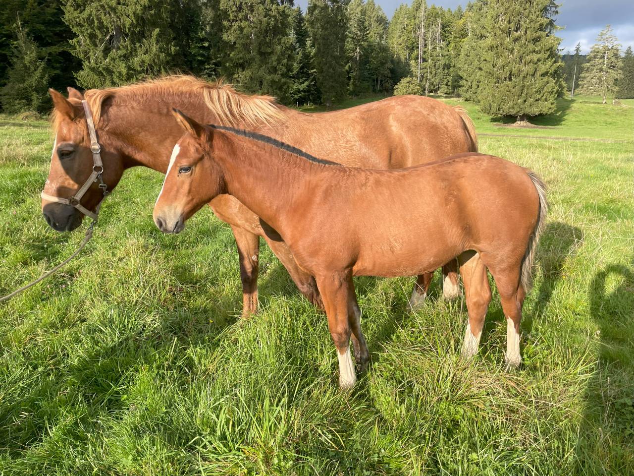 Potranca Franca-Montaña En venta 2025 Bayo