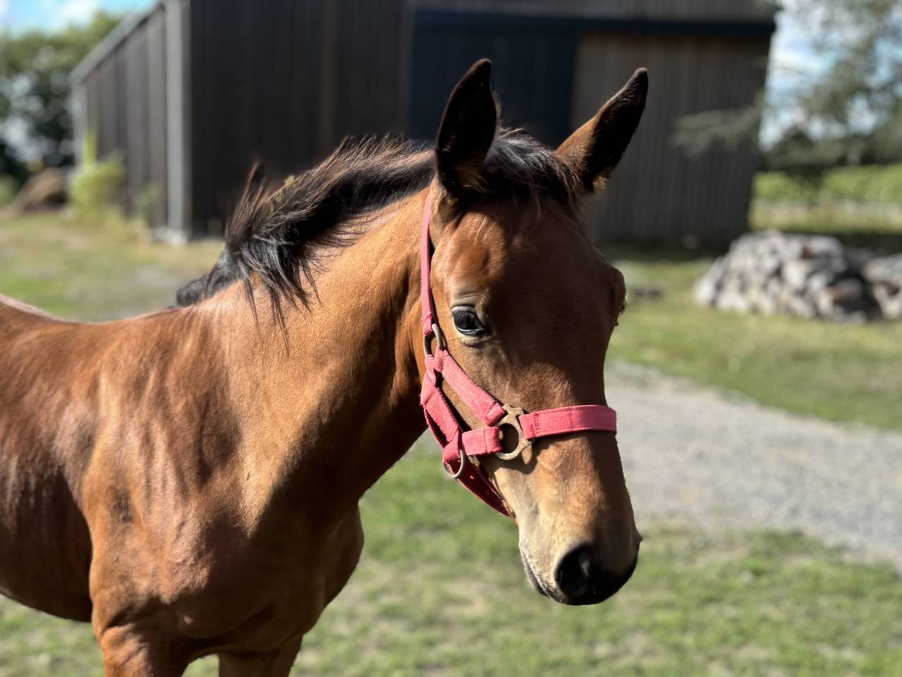 Potro Silla Francés En venta 2025 Bayo por Putch des Isles