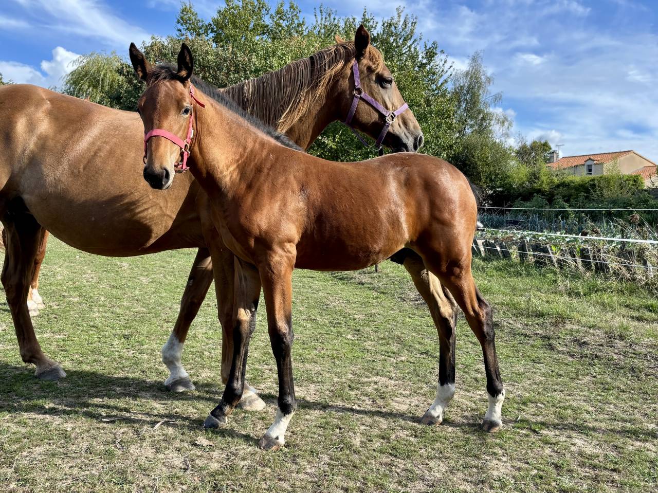 Potro Silla Francés En venta 2025 Bayo por Putch des Isles